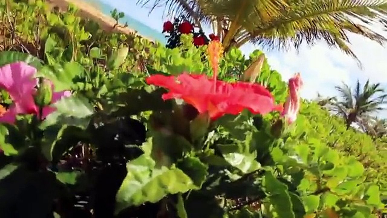 Shining Stars entrance video