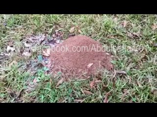 چیونٹی کے بل کا اندرونی منظر، سبحان اللہ