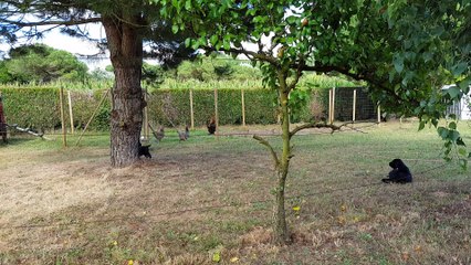 chiots ina éole le 30 07 2016