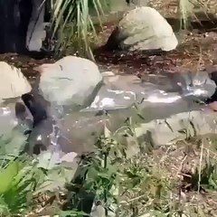 اس کا انجوائے چیک کریں۔۔