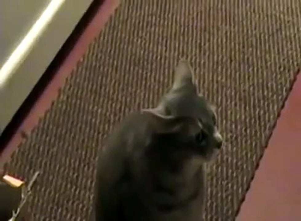 Quand ton chat ne sait pas miauler... "Heeeeyy"