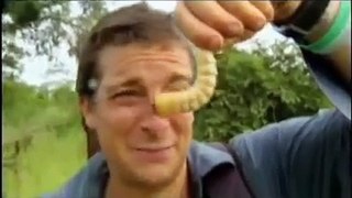 Man vs. Wild - Eating Giant Larva|NoneTV