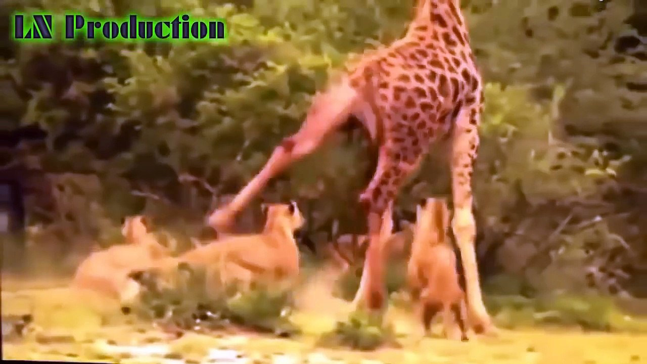 Những cuộc Tấn công Kinh hoàng trong Thế giới Động vật Hoang dã Phần 3 Hổ, Báo, Sư Tử, Tê giác, Voi|EurekaTV