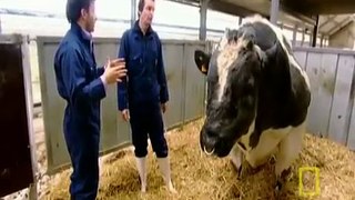 Meet the Super Cow|EurekaTV
