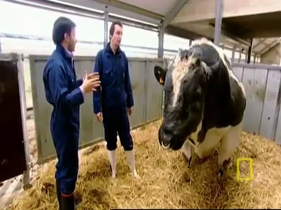 Meet the Super Cow|EurekaTV