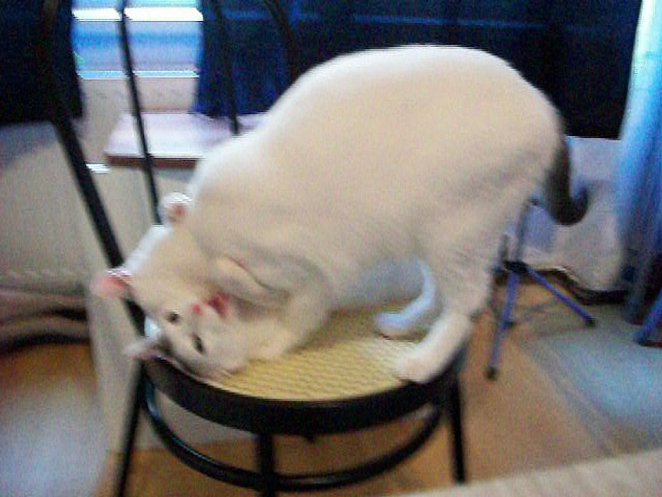 Harvey und Vinzent am 31.07.2016