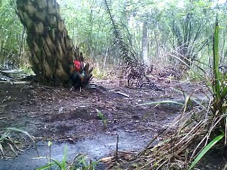 Cara Mudah Berburu Ayam Hutan