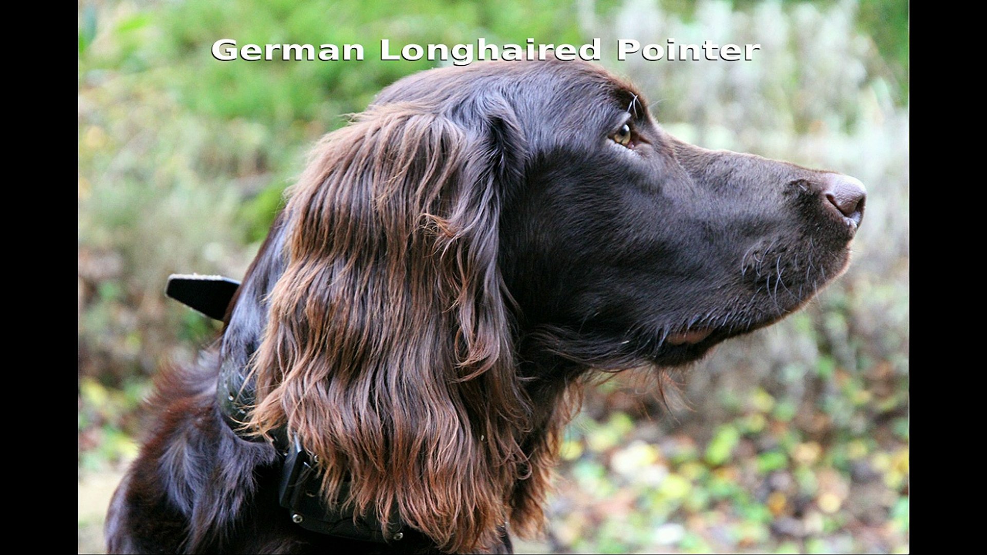 German Longhaired Pointer Video Dailymotion