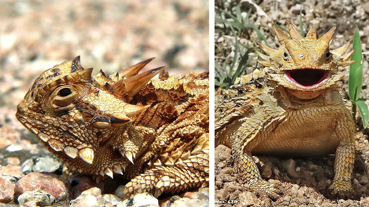 HowToDraw - Design Basics: 02. Shape