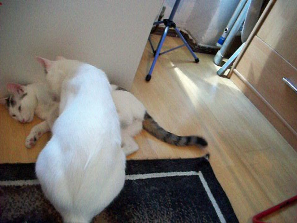 Harvey und Vinzent am 31.07.2016