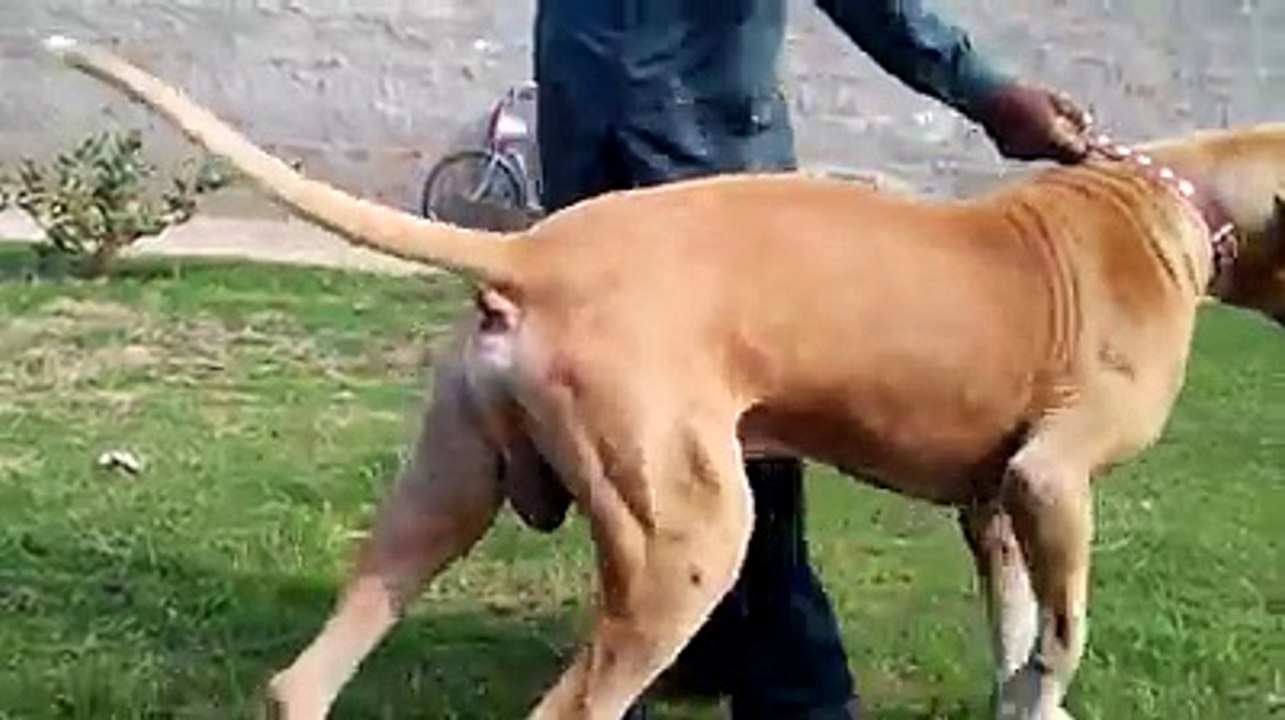 BIG BULLY KUTTA
