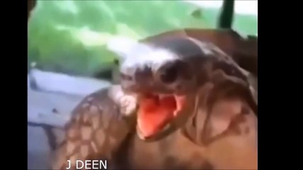 Funny Viral Video Music Remix - Fail Compilation (Try Not To Laugh)