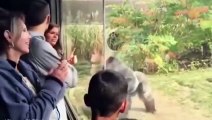 Combat de boxe entre 2 gorilles dans un zoo devant le public
