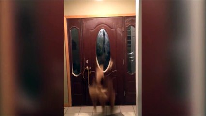 Pas besoin de sonnette avec un chien comme ça