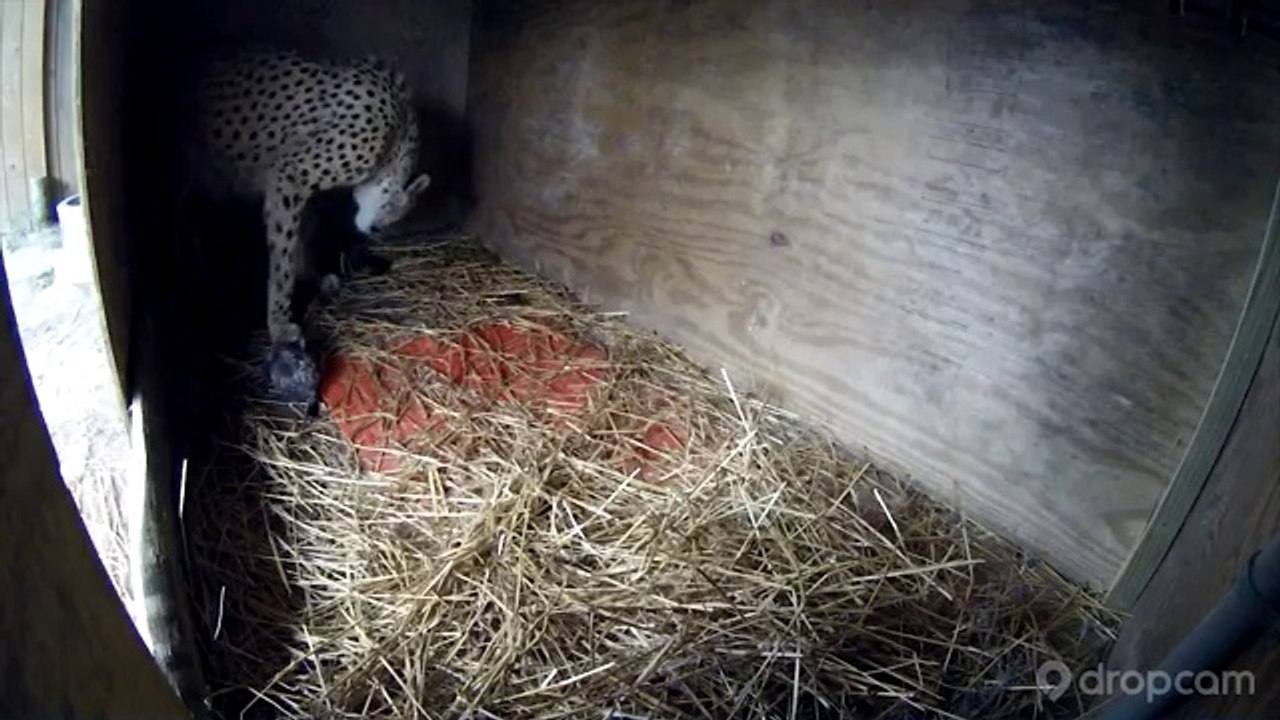 Cette femelle guépard va donner naissance à 2 b...