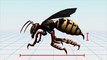 Serangan Lebah raksasa Asia di Cina - Tomonews