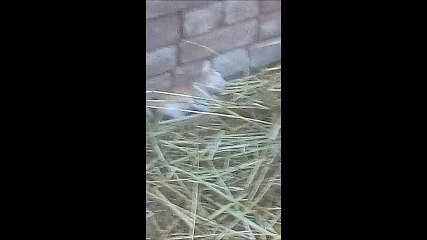 My Kittens are playing on the grass