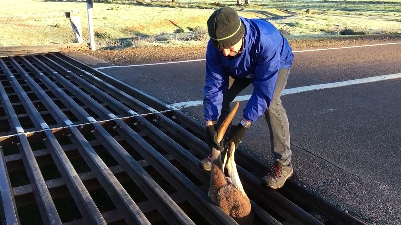 Un kangourou sauvé d'une barrière canadienne