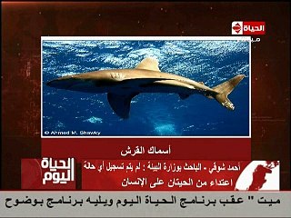 جانب من جولة باحثو وزارة البيئة لدراسة القرش