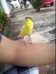 Bird many voices