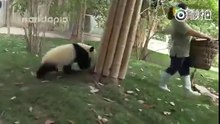 Quand des pandas prennent un malin plaisir à faire tourner en bourrique une femme de ménage (à voir absolument) !