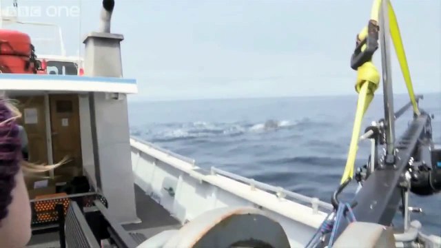 Des baleines à bosse protègent d’autres animaux d’une orque, mais personne ne sait pourquoi.