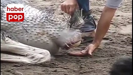 Deve kuşunun yumurtlama anı #devekuşu #yumurta