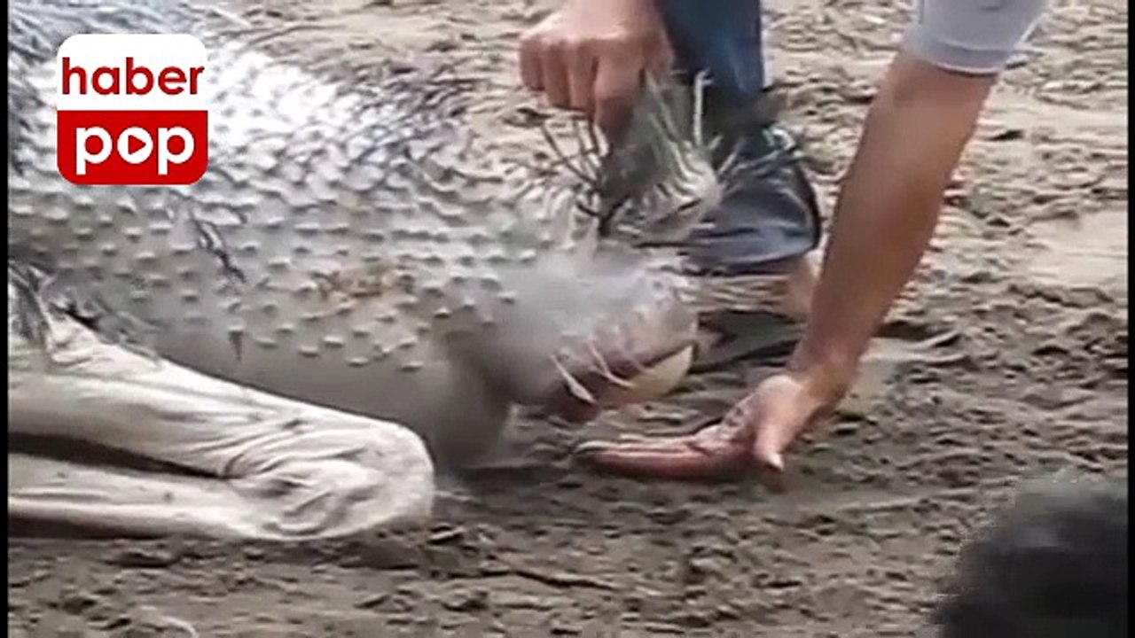 Deve kuşunun yumurtlama anı #devekuşu #yumurta