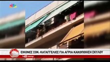 ΣΦΥΓΜΟΣ TV: Πέταξε σκύλο από 3ο όροφο