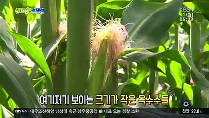 내고향 스페셜.160801