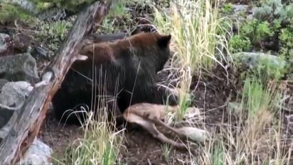 Most Amazing Wild Animal Attacks - Lion vs Giraffe