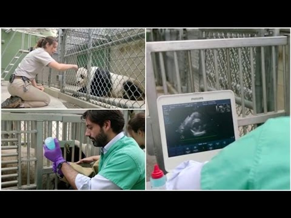 Giant Panda’s treatment for heart condition