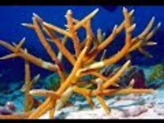 The World’s 10 Largest Coral Reefs