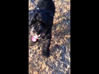 CINEPHONE 2016 : BATH TIME