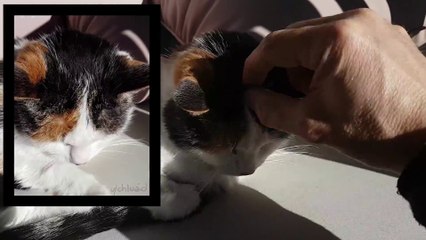 Il filme une flamme en stop motion sur la tête de son chat