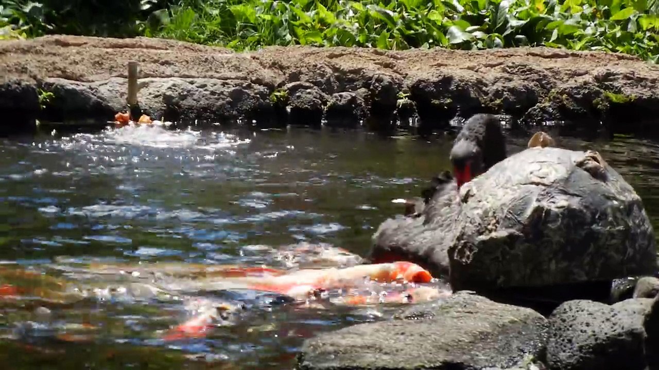 Un cygne nourris les carpes