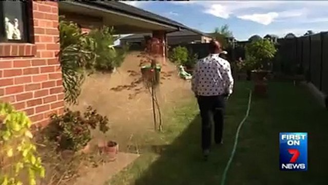 A creepy natural phenomenon is menacing residents of a town north east Victoria