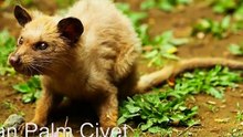 Derrière le café le plus cher au monde, se cache la maltraitance de milliers d’animaux… HONTEUX !