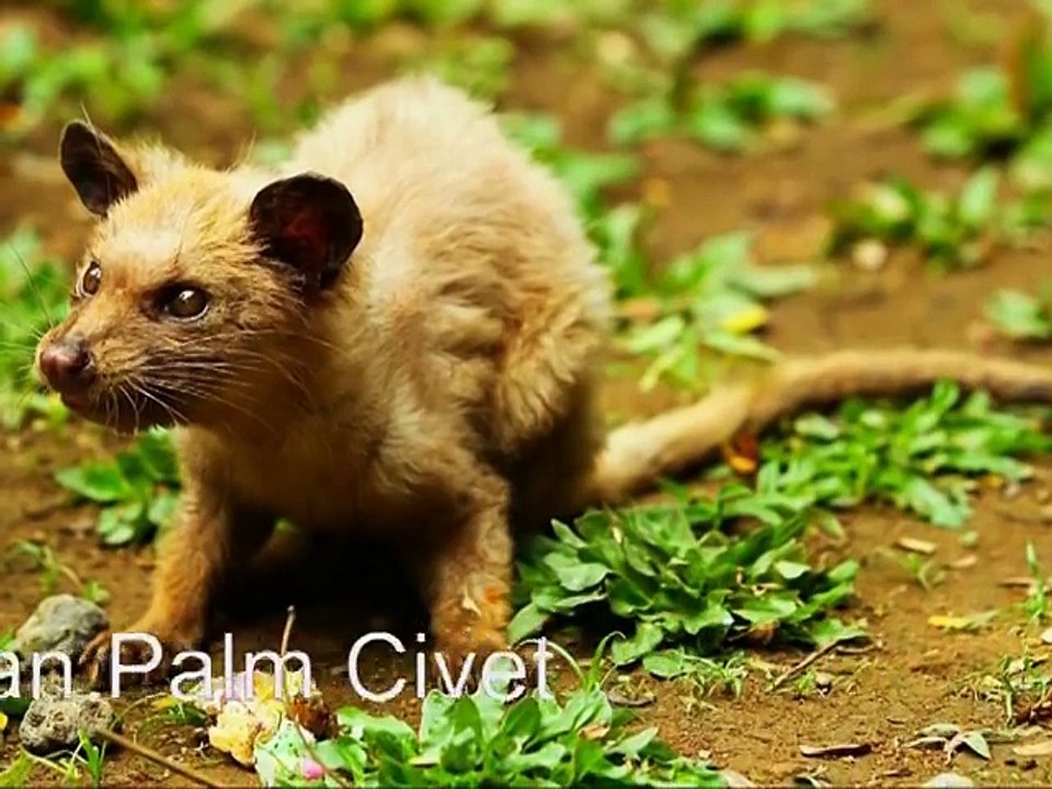 Derrière le café le plus cher au monde, se cache la maltraitance de milliers d’animaux… HONTEUX !