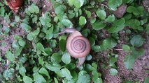 snail at home i found it in my home and i make video is it.i will more video upload very soon see this video and likeit