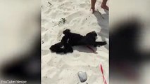 Playful puppy gets excited on his first trip to the seaside