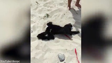 Playful puppy gets excited on his first trip to the seaside