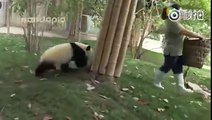 Quand des pandas prennent un malin plaisir à tourner en bourrique une femme de ménage !