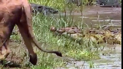 Lion and alligator fight at the bank of canal