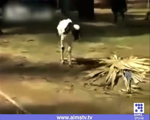 حیران کردینے والی ویڈیو آپ کو اپنی آنکھوں پر یقین نہیں نہ آئے