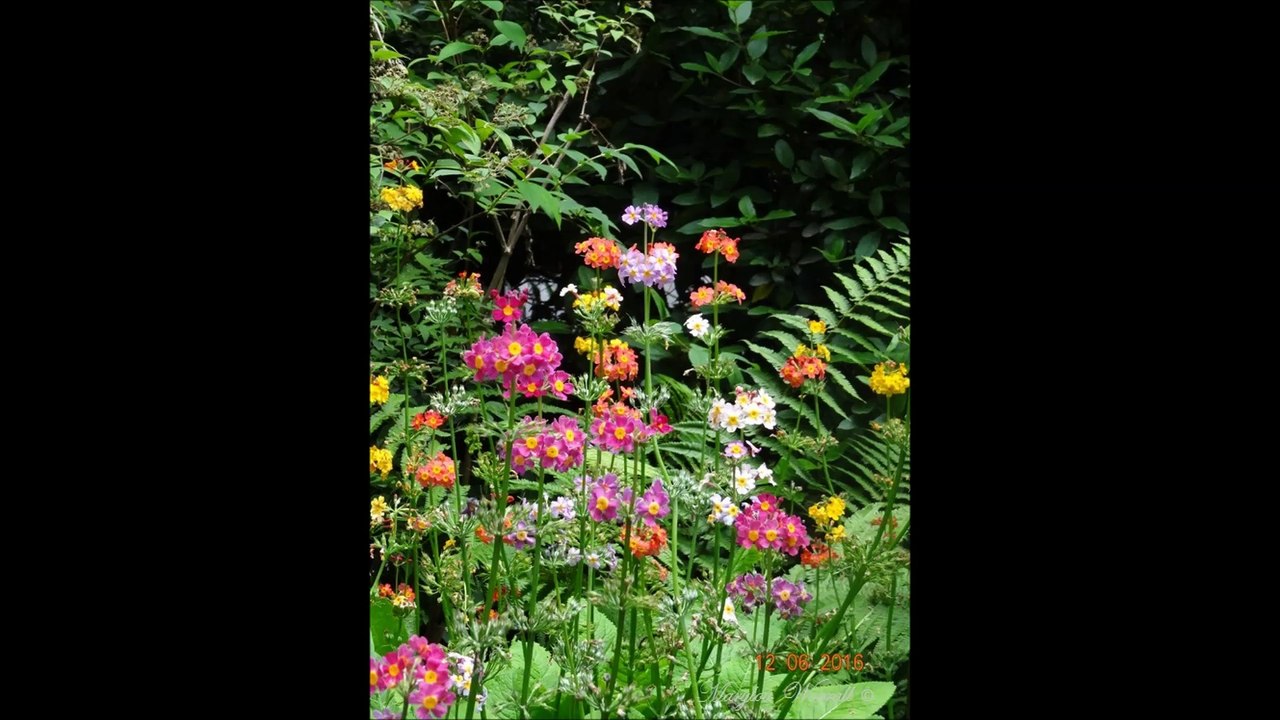 Butchart Gardens 2 (2016)