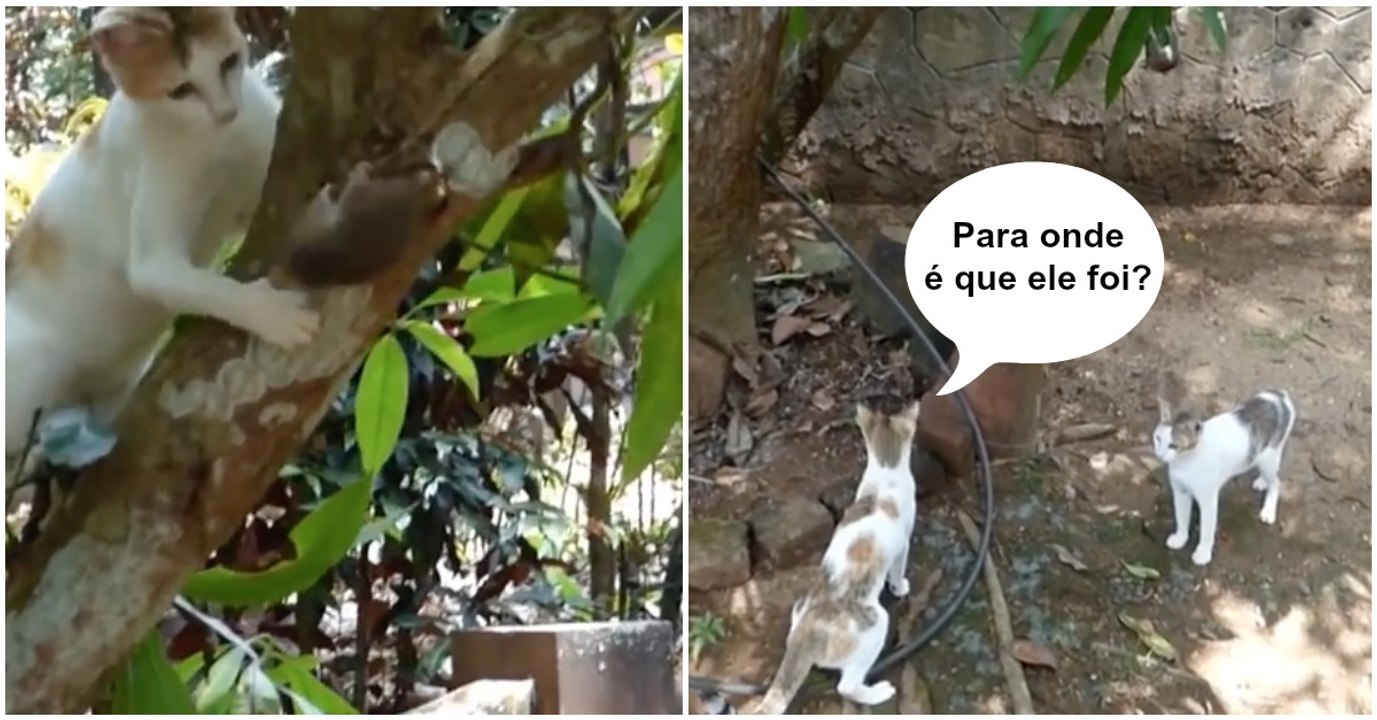 Rato é perseguido por dois gatos mais escapa à patrão ao melhor estilo de "Missão Impossível"