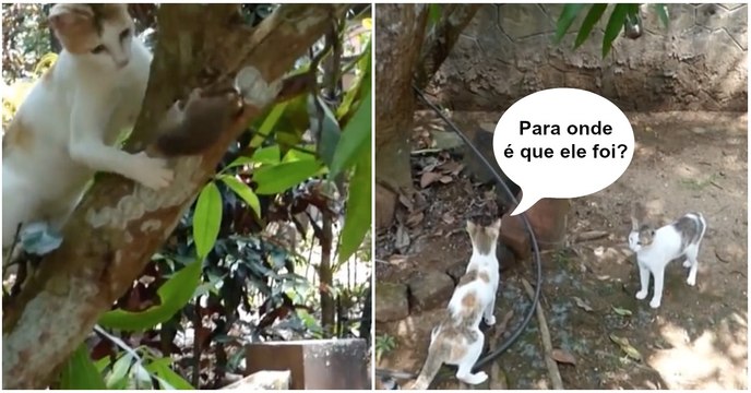 Rato é perseguido por dois gatos mais escapa à patrão ao melhor estilo de Missão Impossível