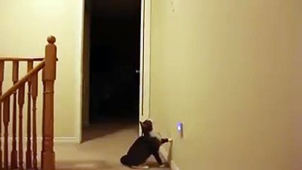 chat éteint la lampe !