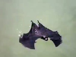 une chauve-souris qui nage
